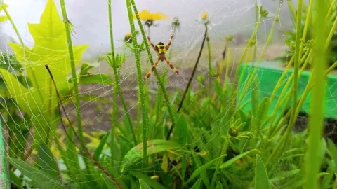 Spider Stock Footage 278460792