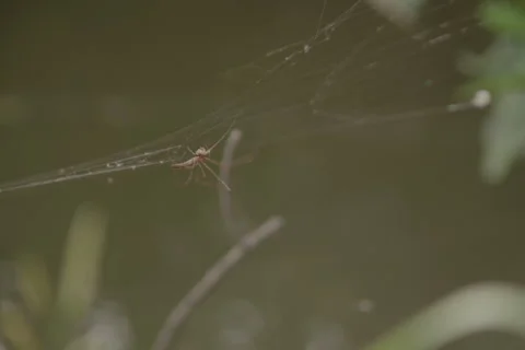 Spider Stock Footage 278677445