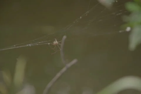Spider Stock Footage 278678087