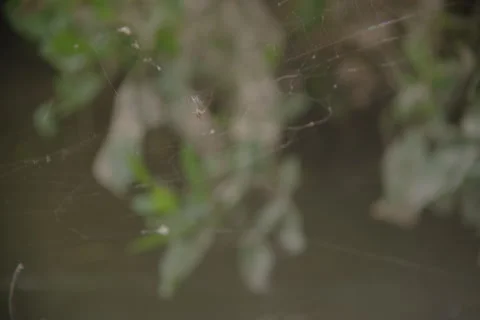 Spider Stock Footage 278680155