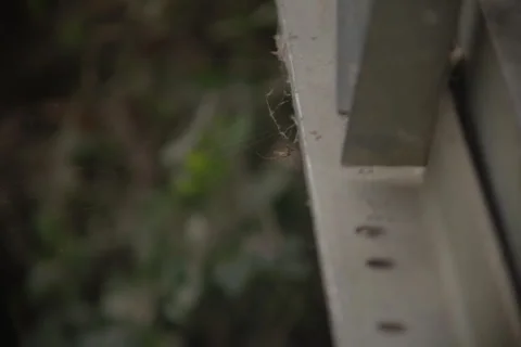 Spider Stock Footage 278680249