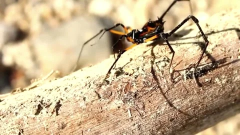 Spider Stock Footage 279432287