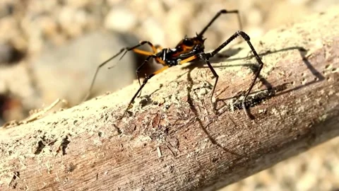 Spider Stock Footage 279837669