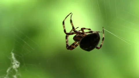 Spider Stock Footage 279837671
