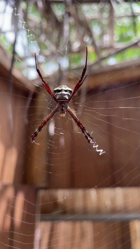 The Spider Stock Footage 281711245