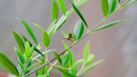Spider Stock Footage 283033074