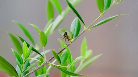 Spider Stock Footage 283033169