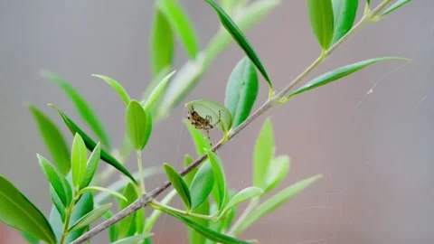 Spider Stock Footage 283033185