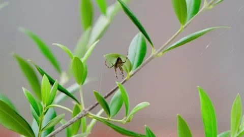 Spider Stock Footage 283033190