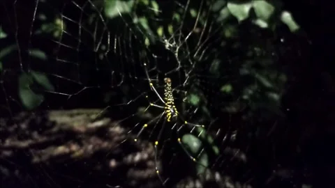 Spider Stock Footage 287892352
