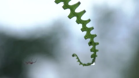 Spider Video stock 306042702