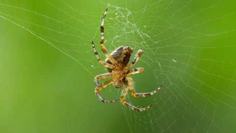 Spider Stockbeeldmateriaal 333182323