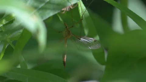 Spider in Foreground and Crane Fly Under Leaf - 4K Macro Wildlife Shot Vídeos de archivo 335713070
