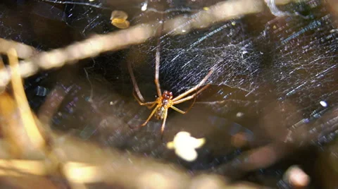 Spider in the forest 스톡 동영상 42126881