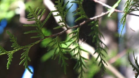 Spider in the forest Stock Footage 43804089
