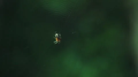 Spider in the forest. Stock Footage 52769647