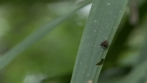 Spider in the forest Stock Footage 81417494