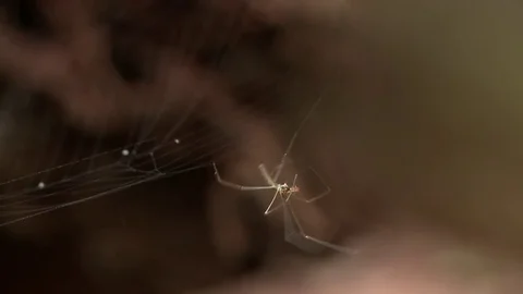 Spider in the forest Stock Footage 81417691