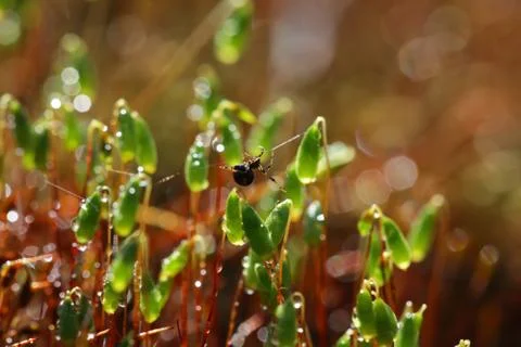 Spider on forest moss in sun rays closeup Stock Photos