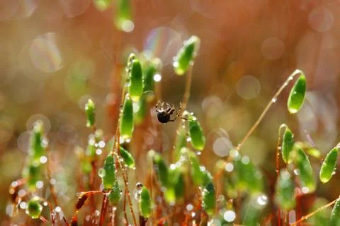 Spider on forest moss in sun rays closeup Stock Photos