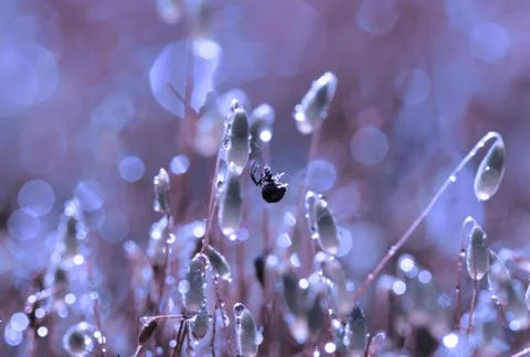 Spider on forest moss in sun rays closeup Stock Photos
