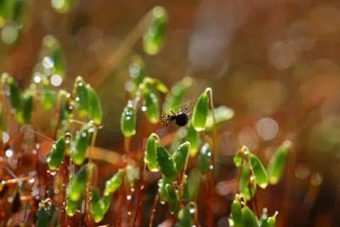 Spider on forest moss in sun rays closeup Stock Photos