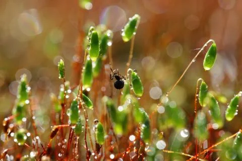 Spider on forest moss in sun rays closeup Stock Photos