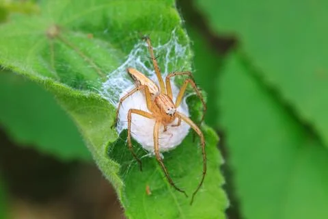Spider in forest Stock Photos