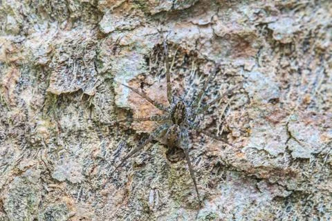 Spider in forest Stock Photos
