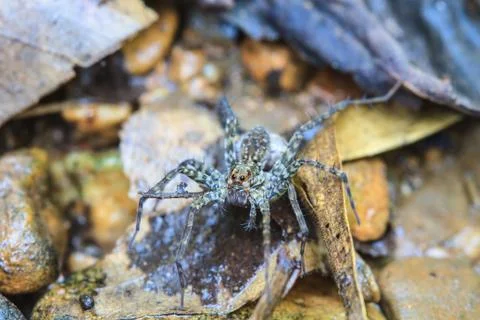 Spider in forest Stock Photos