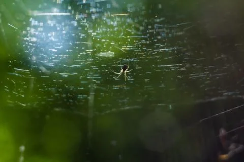 Spider in forest Stock Photos