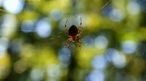Spider in the forest threateningly raises his paw Video stock 43743024