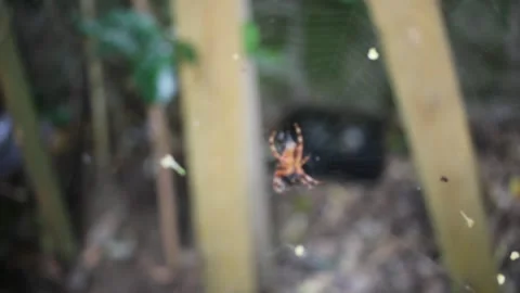 Spider found in its web Stock Footage 315189140