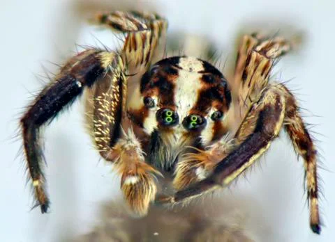 Spider in the front Stock Photos