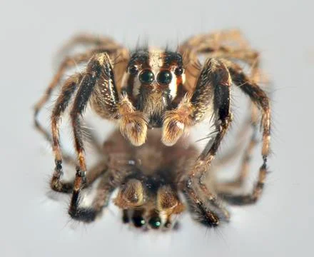 Spider in the front Stock Photos