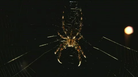 Spider in front of streetlamp Stock Footage 508017