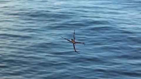 Spider in front of the water Video stock 104046050