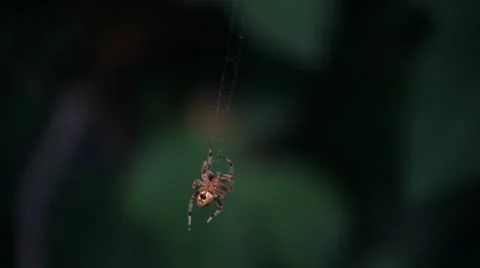 Spider in the garden Stock Footage 8848185