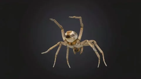 Spider Garden Video stock 329000584