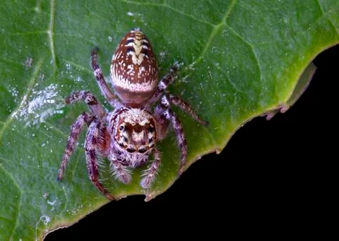 Spider Garden Jumping Stock Photos
