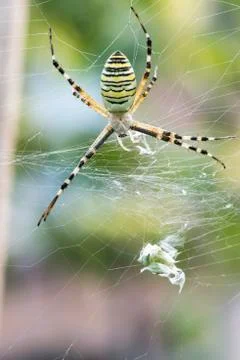 Spider in a garden Stock Photos