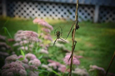 Spider In Garden Stock Photos