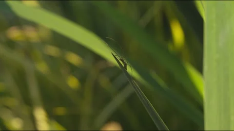 SPIDER OF THE GENUS TETRAGNATHA Stock Footage 130469372