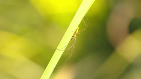 SPIDER OF THE GENUS TETRAGNATHA Stock Footage 130469455