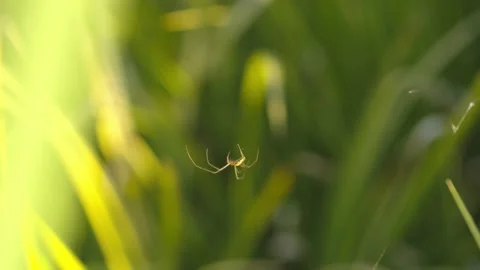 SPIDER OF THE GENUS TETRAGNATHA Stock Footage 130469619