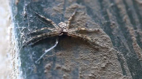 A Spider gets crawled on by a smaller red spider, and runs after it. Very fast! Stock Footage 10812719