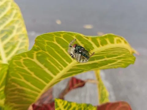 A spider gets a fly Stock Photos