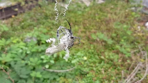 Spider Getting Prey Stock Footage 237756966