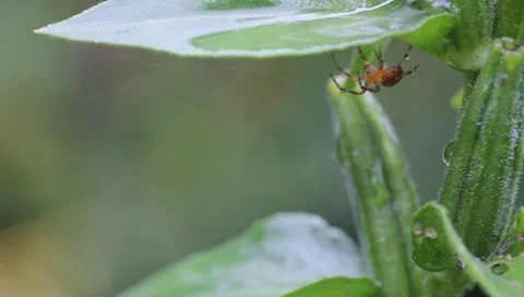 Spider getting shelter from the rain Stock Footage 8521356