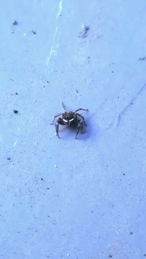 Spider, Giving Sign, Vertical 4k Footage Stock Footage 337104269